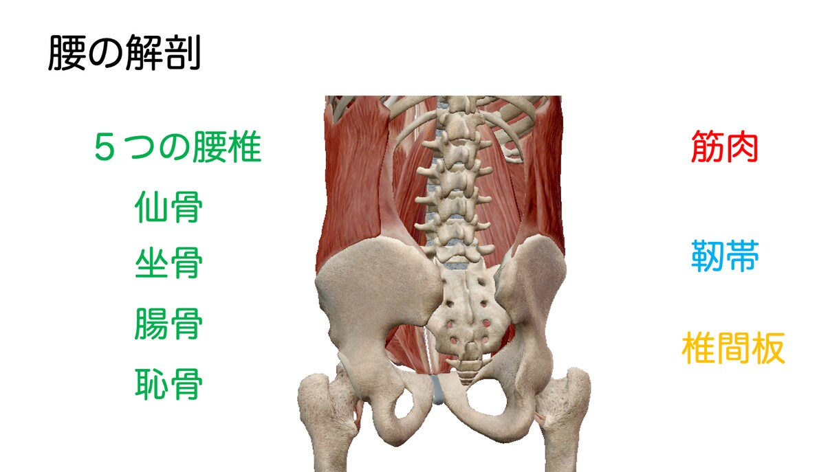 腰痛についてまとめたことをお伝えします 目の前の患者様や自分の腰痛はどういった腰痛か知っていますか？ イメージ4