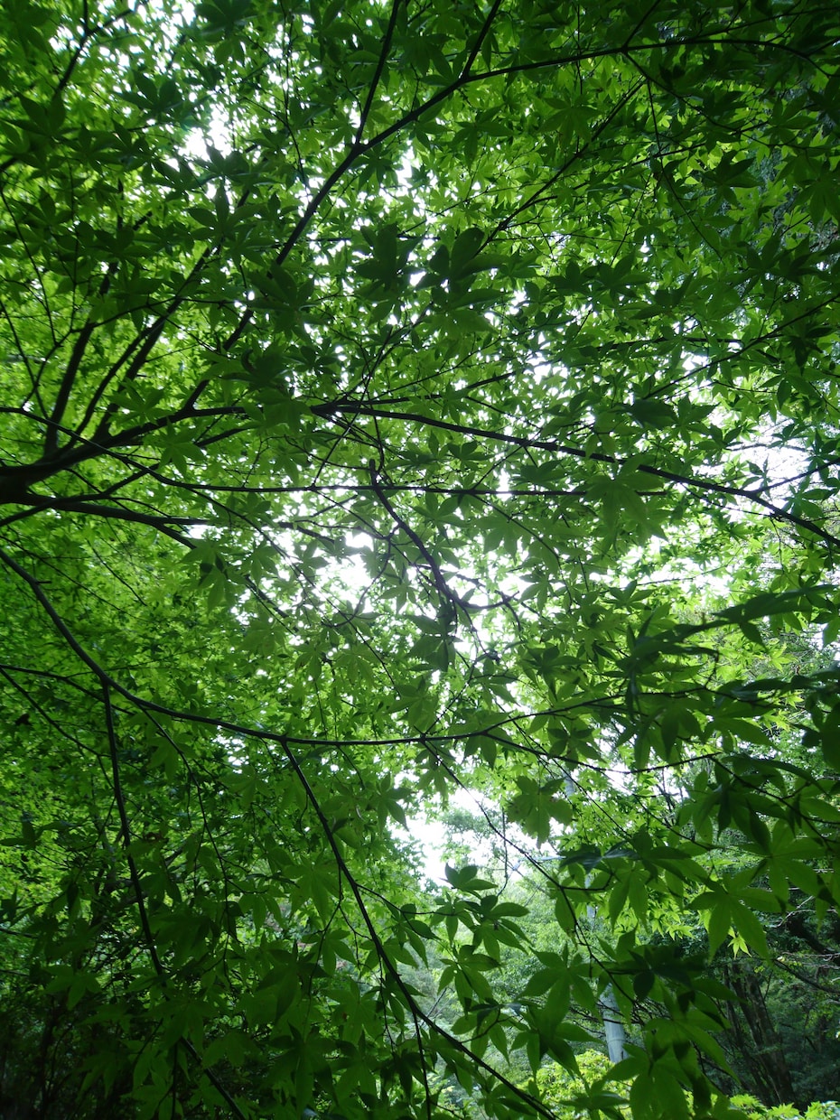 お話を聞き、アドバイスもします 心のお悩みを解決したい方、人生さらに楽しく行きたい方へ♪ イメージ3