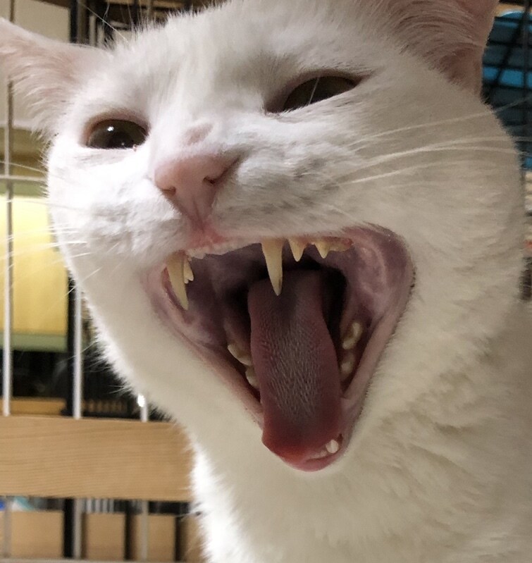 現役猫ボラが猫の多頭飼育の相談にのります 40匹の猫と暮らす現役猫ボラがあらゆる問題を解決に導きます イメージ9