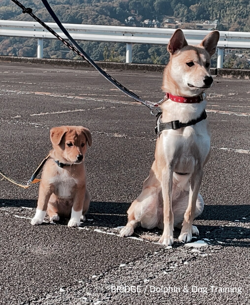 ワンちゃんを迎える準備、心構えをお話します （スタートから悩まない、ワンちゃんの飼育環境整備） イメージ4