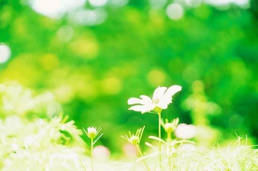40・50・60代　日常の何でもない事お話伺います おはよう・いってらっしゃい・おかえり・お疲れ様・おやすみ イメージ6
