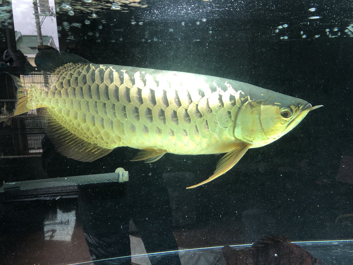 熱帯魚、アクアリウムについてお答えします アクアリウムについての疑問、魚の病気飼育環境 詳しく回答！ イメージ1