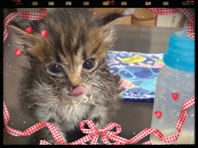 ペット占い♪ご家族の犬・猫ちゃん♪占わせて頂きます ！亡くなってしまったペットちゃん、、今のお気持ち知りたい‼︎ イメージ9