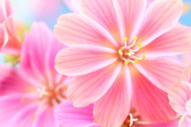 内向型HSPのカウンセラーが、ゆったり聞きます 何だか疲れやすい…繊細さんの心を癒します☕️今すぐ電話相談 イメージ9