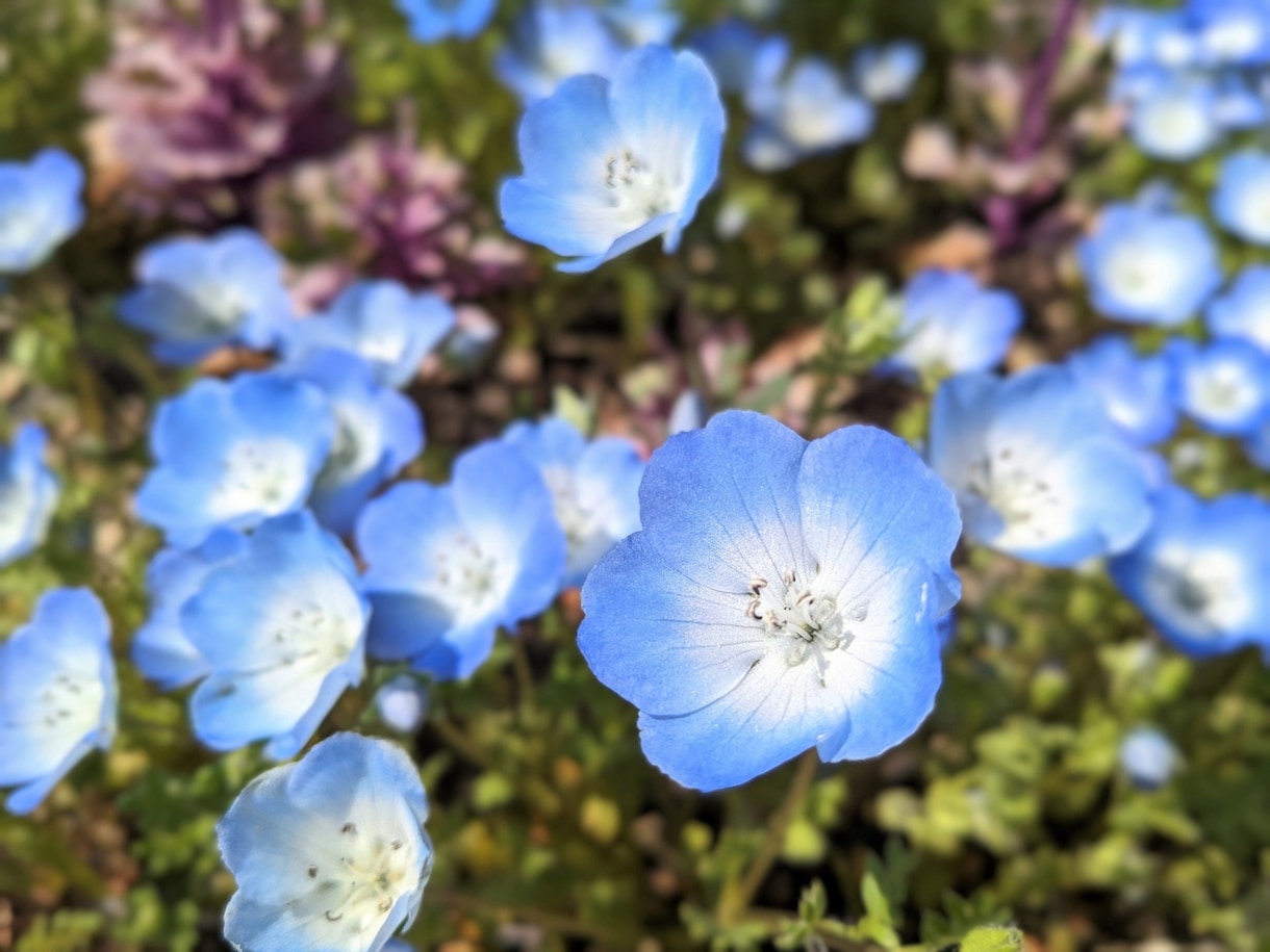 商用・商品化に使える花の写真素材を撮影します 色んな花を指定でき、幅広い用途で使えます イメージ1