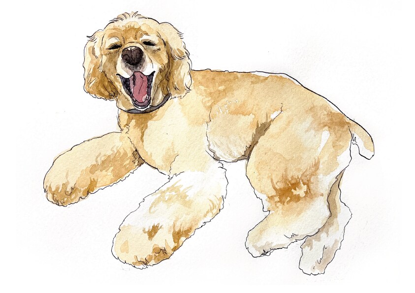 動物似顔絵・手描きの水彩で描きます 鮮やかなタッチの水彩画で、思い出をアートとして残しませんか? イメージ5