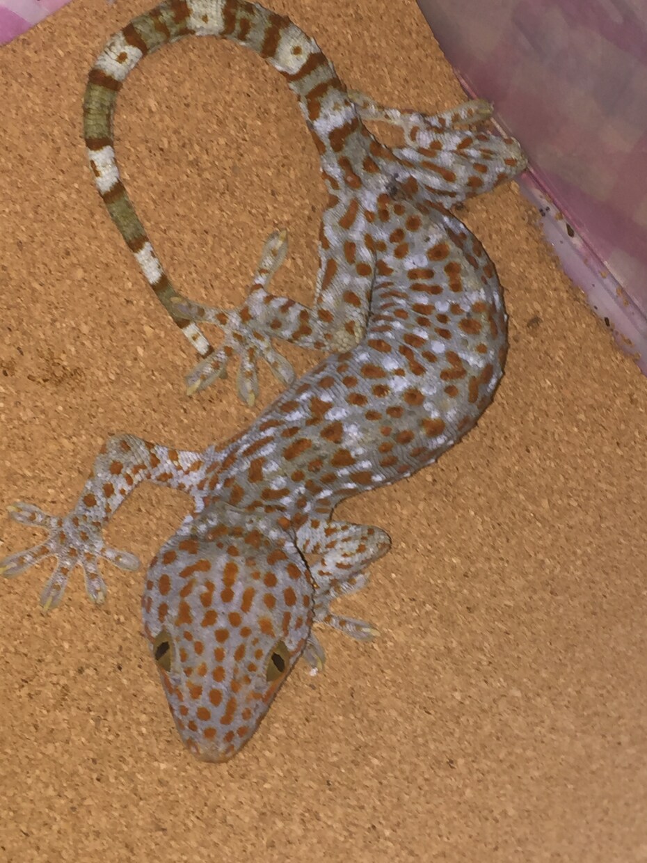 飼い方の載ってない虫や爬虫類の飼い方教えます ネットで探しても無いような虫や爬虫類その他諸々の飼育など！ イメージ3
