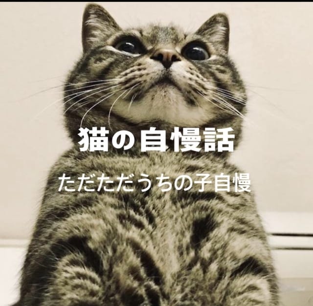 猫の自慢話聞きとねこの飼い方の悩み事聞きます とにかく猫が好きな方のお話相手します(*^^*) イメージ1