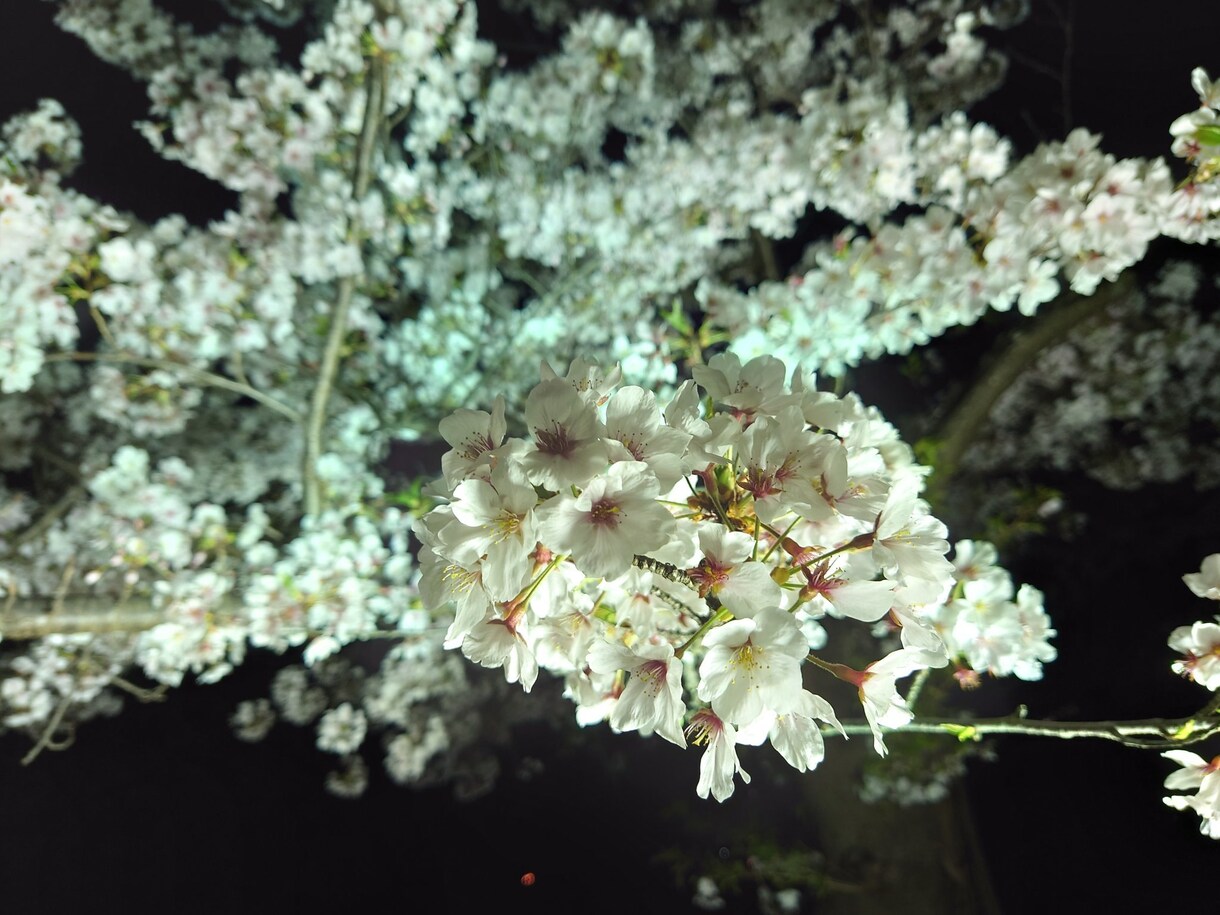 香川県の旅行プランの相談お受け致します 香川県への旅行サポート致します イメージ6