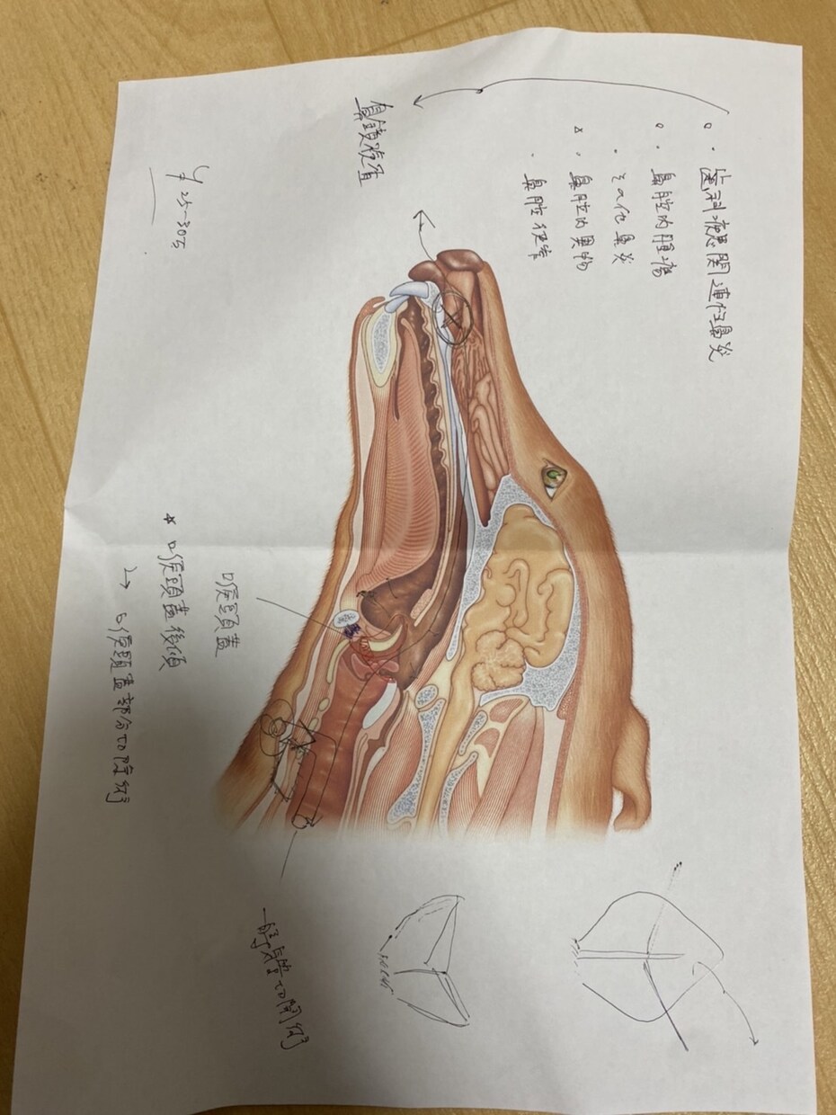 短頭種気道症候群についてご相談承ります 動物呼吸器科認定看護師が短頭種気道症候群についてご説明します イメージ1