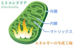 アトピー皮膚炎の完治方法・メニューを教えます 間違った方法では治りません。治すには論理的な方法が必要です。 イメージ3
