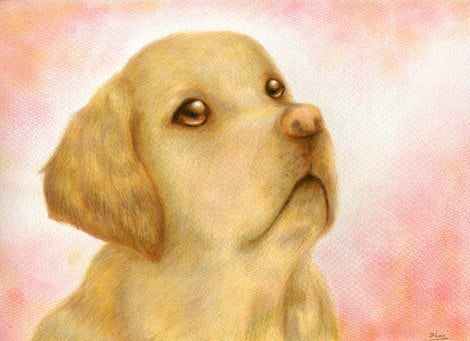 ペットの似顔絵描きます 色鉛筆で優しい雰囲気に描きます。 イメージ2