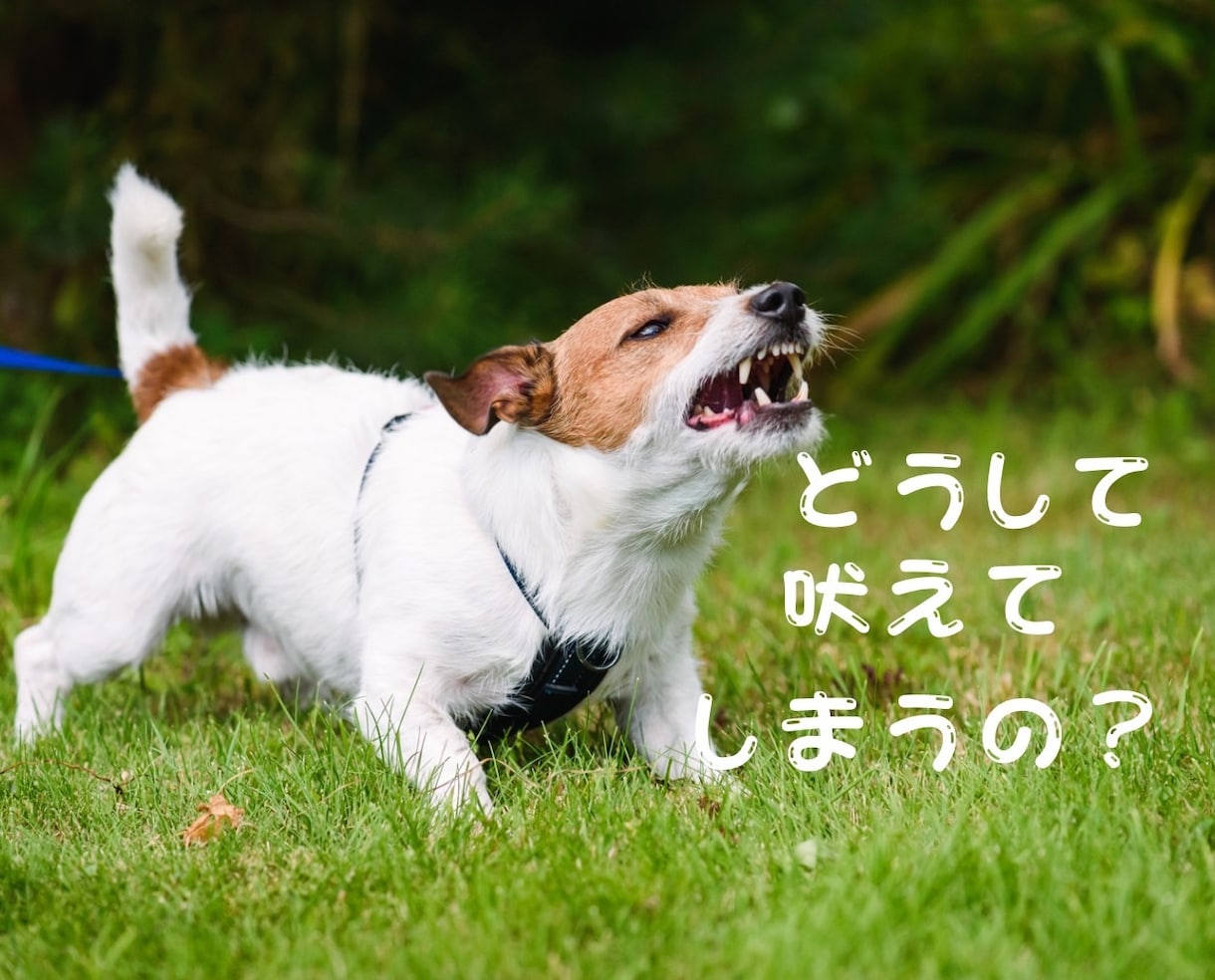 あなたが心から愛している大切なペットとお話しします 何を考えているの？もう一度話したい。ペットの気持ちを教えます イメージ6
