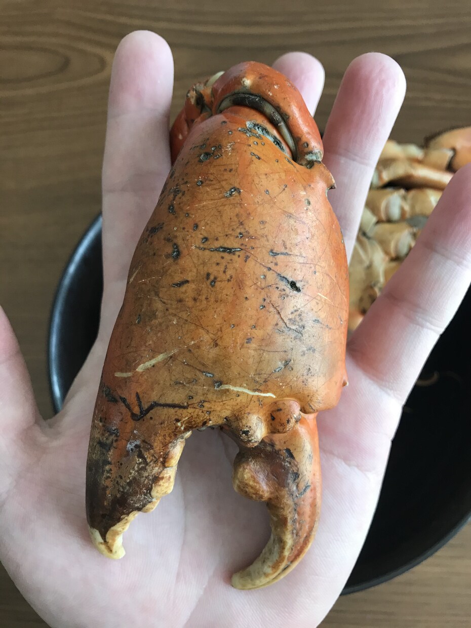 蟹取り方法(ノコギリガザミ、イシガニ)教えます 高級蟹を実際に採取している本人だから分かるコツ伝授 イメージ2
