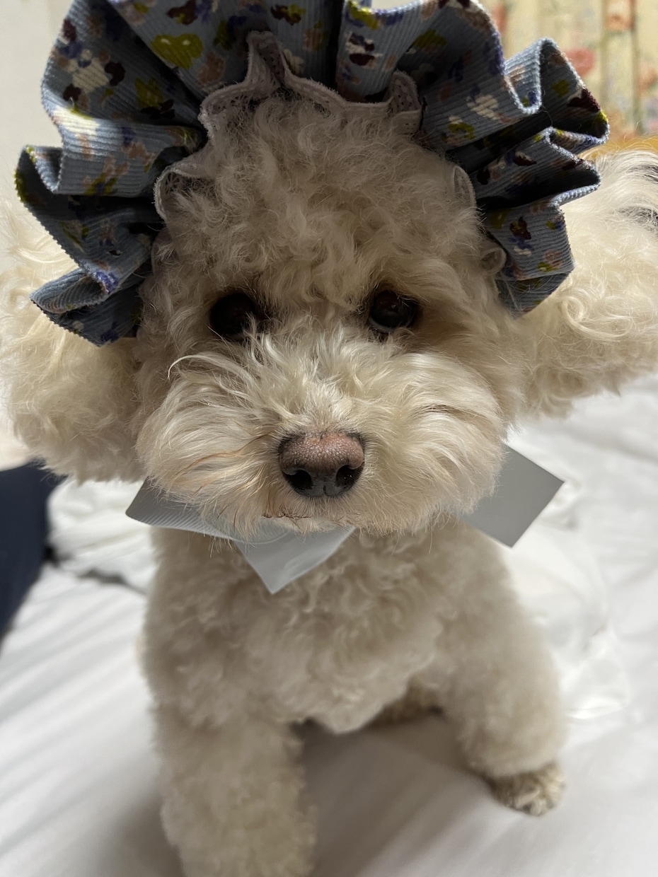 ペットのお洋服お作りします 飼い主さんのお洋服からのリメイク／お持ちの布でも承ります イメージ2