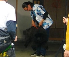 大型の老犬・障害犬の介護ハーネスを製作します 立ち上がり補助や歩行介助の初期から、終末期ケアまで使えます イメージ10