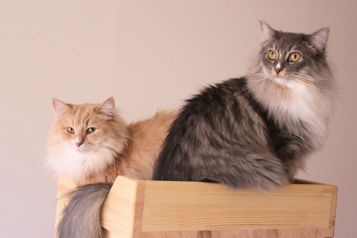 猫限定！！猫についてのお悩みや飼い方を相談できます キャットケアスペシャリスト・キャットシッターが回答します。 イメージ4