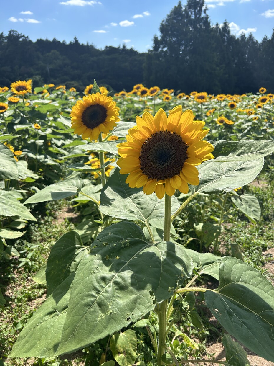 暇つぶし相手･話し相手になります ただの人です。気軽にお話ししましょう。まずはDMからでも！ イメージ1