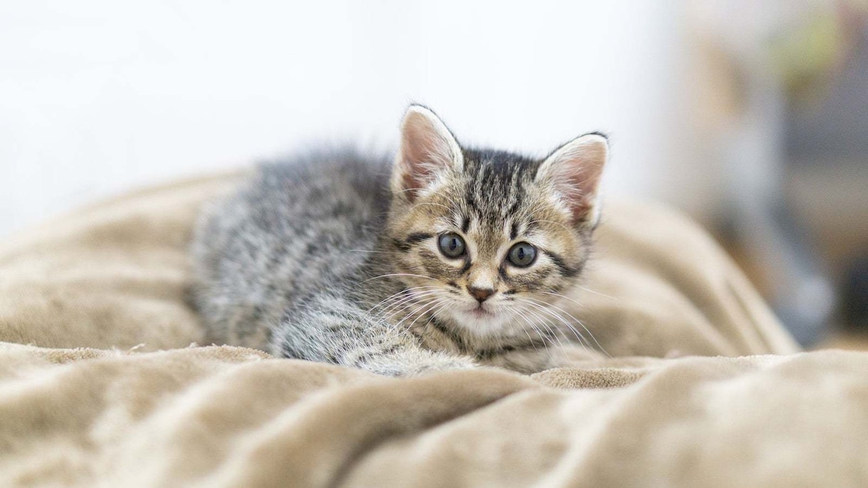 猫ちゃんについてのお話しお聴きします 動物大好きで、飼っている方もそうでない方も イメージ2