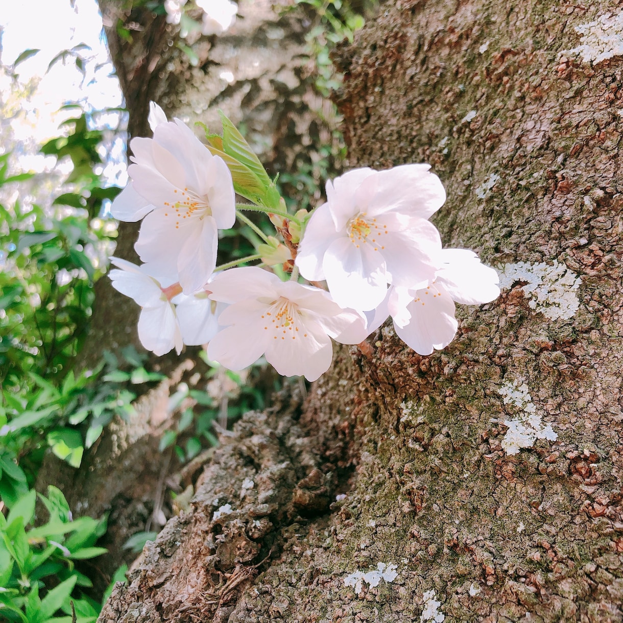 最長3日間‼︎知り合いには言えないお話し聞きます あなたのままでいてもいい。気楽に話せるそんな場所＾＾ イメージ8