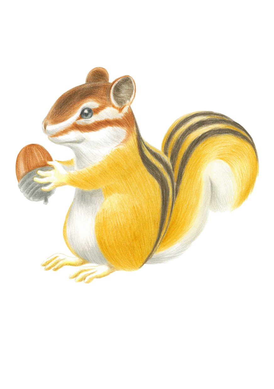 癒し系の動物のイラスト、キャラクター描きます パンフレット、印刷物のワンポイントに。商用利用可 イメージ6