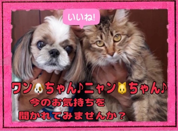 ペット占い♪ご家族の犬・猫ちゃん♪占わせて頂きます ！亡くなってしまったペットちゃん、、今のお気持ち知りたい‼︎ イメージ1