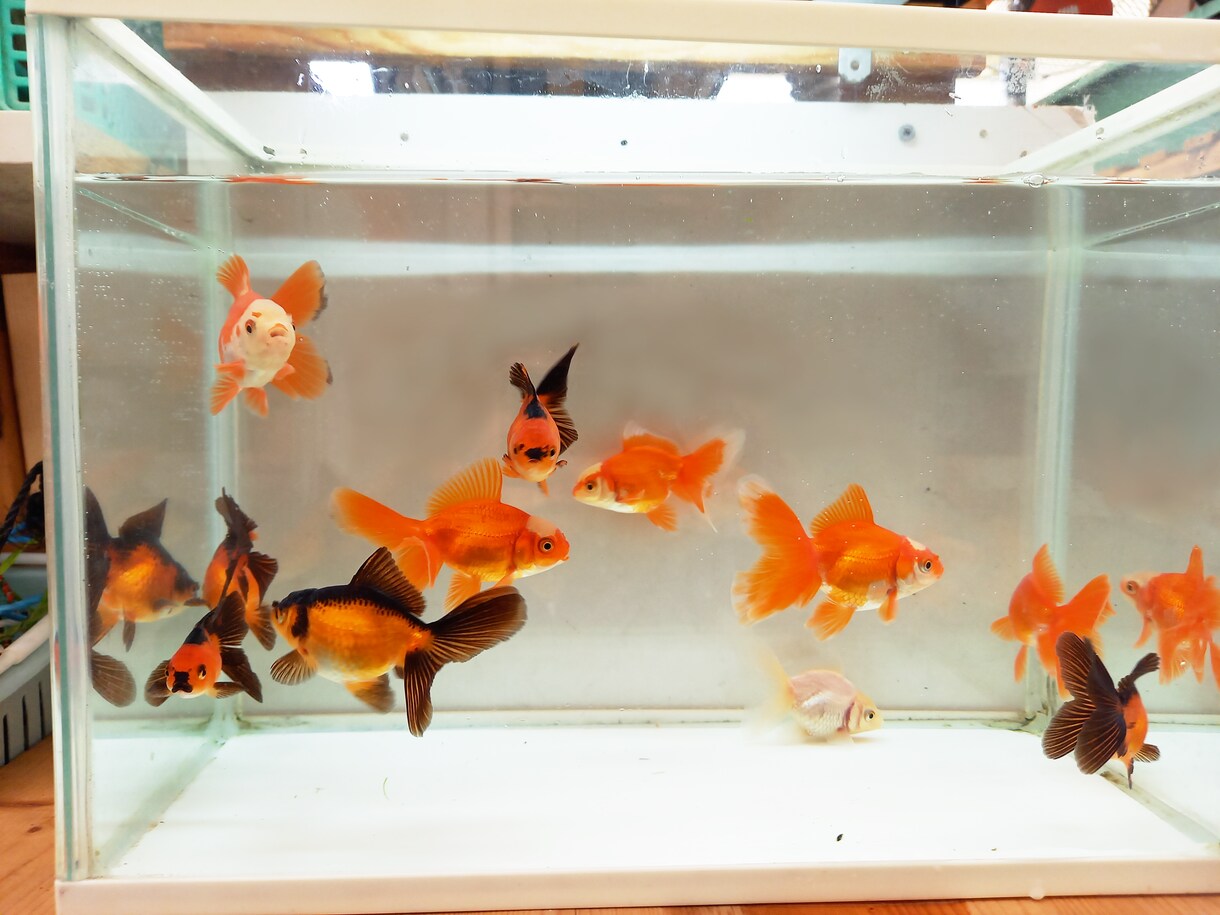 金魚の飼育、産卵、色揚げの方法など教えます 可愛い金魚のために出来る事、一緒に探してみませんか？ イメージ3