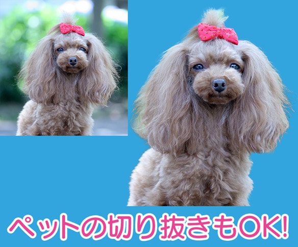写真を綺麗に切り抜き→透過pngで納品します 人物・動物・商品画像にご利用ください！ イメージ3