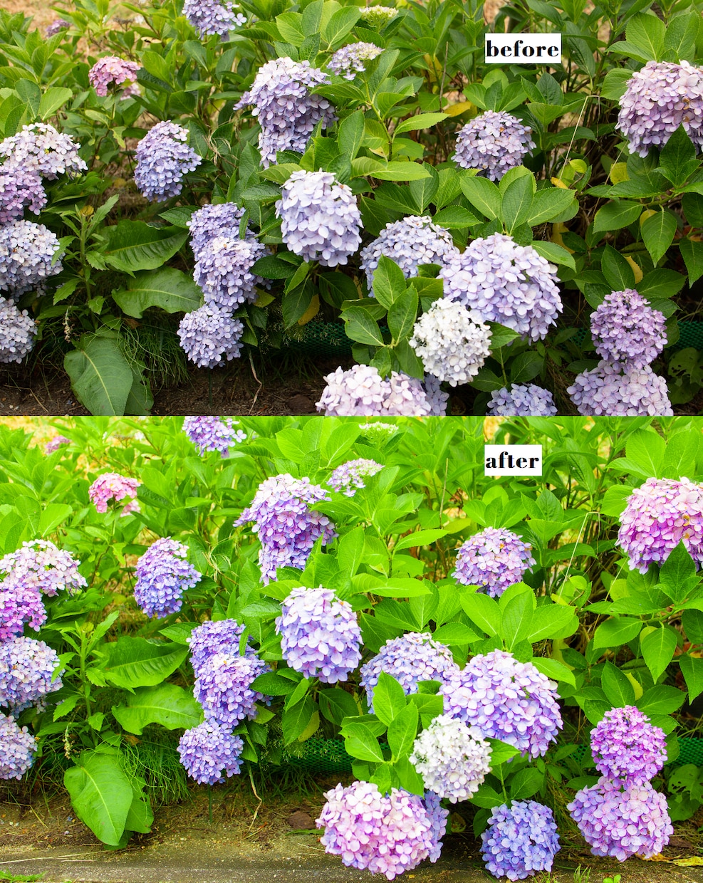 あなたの写真、レタッチ(修正・加工)で蘇らせます 5枚1000円で写真も思い出も綺麗に保存！！スマホ画像もOK イメージ2