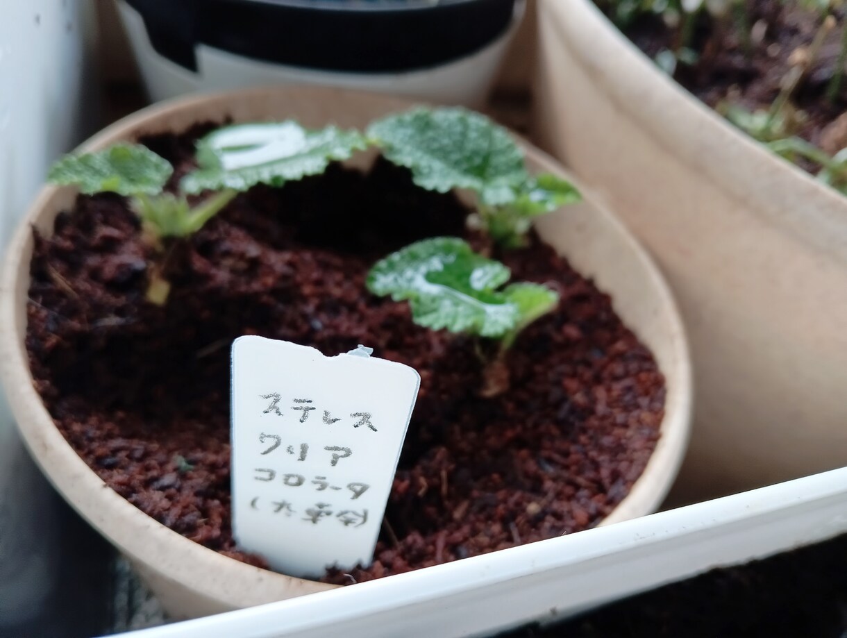 お好きな植物を育て＆弱った植物を再生します 先ずはチャットでご相談ください イメージ6