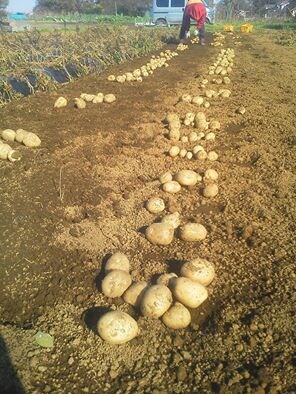 農産物で地産地消、地域活性化、地域貢献の企画提案 イメージ1