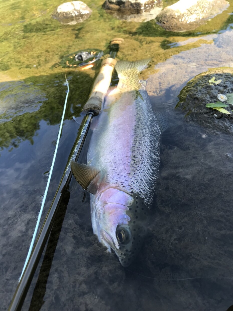虹鱒 【釣り】 北海道の虹鱒をフライで狙う！ます ワイルドレインボー ハンティングメソッド イメージ7
