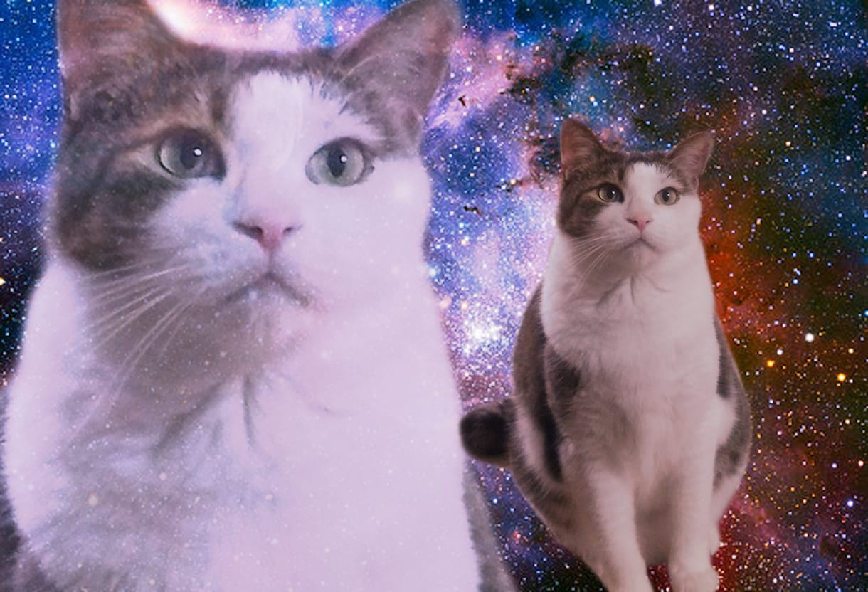 スペースキャット(動物問わず)作ります おうちのペットを宇宙に放ちます！動物の種類は問いません！ イメージ2