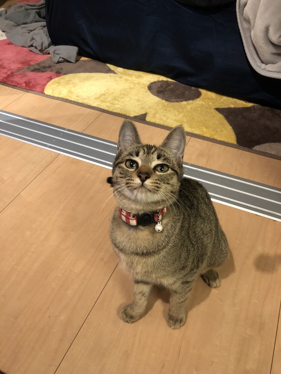 可愛い猫ちゃんの写真提供します 著作権不要の猫ちゃんの写真が欲しい方必見です。 イメージ5