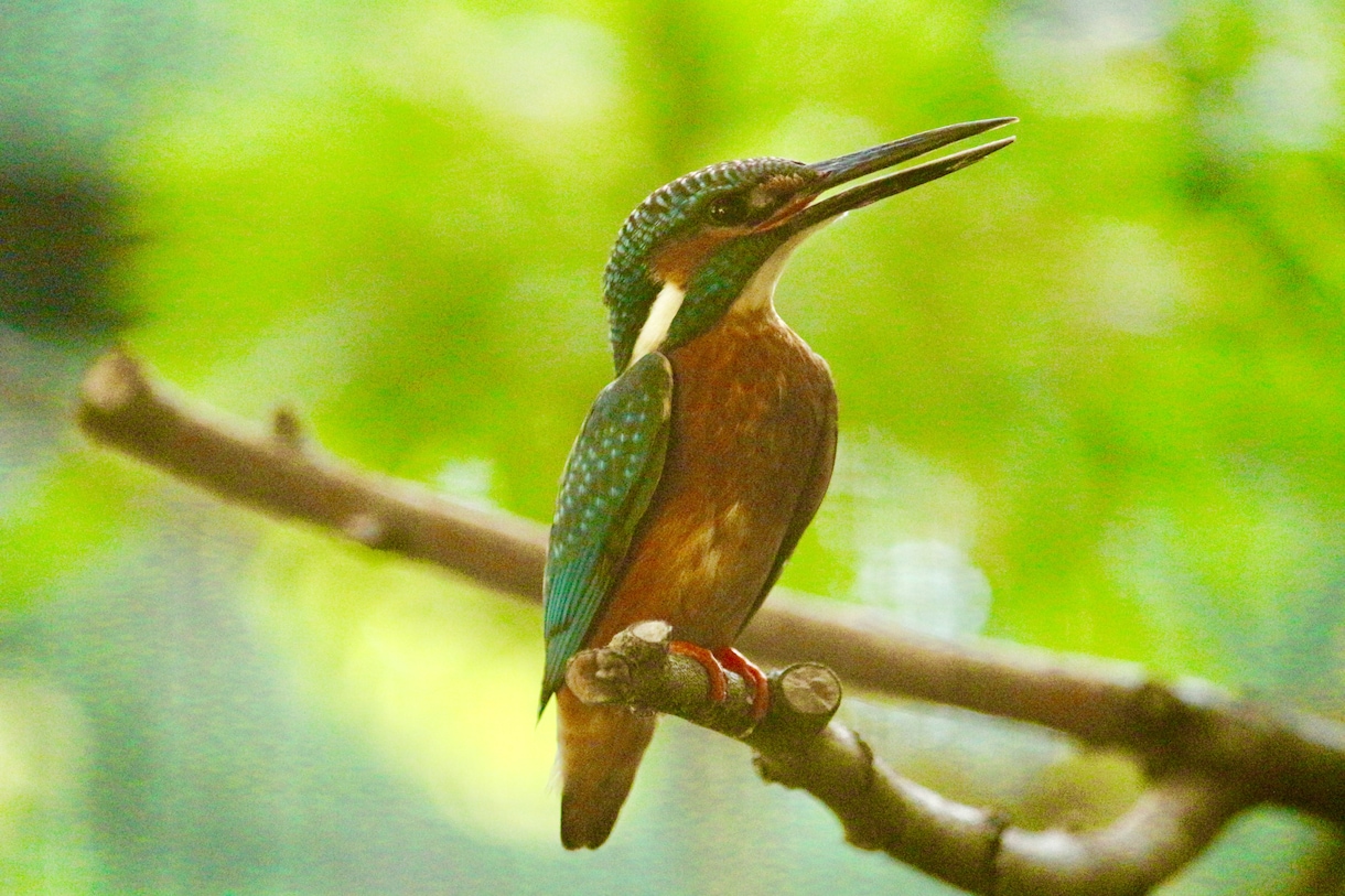 写真を出品します 自然、動物、食べ物などの写真となります。時々脱線します。 イメージ1