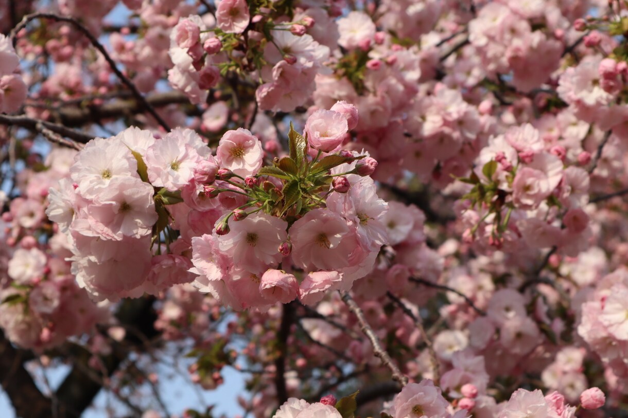 あなたの心に残るフォトをお届けします 自然体を生かし、一枚の写真で人の心を動かす写真家 イメージ6