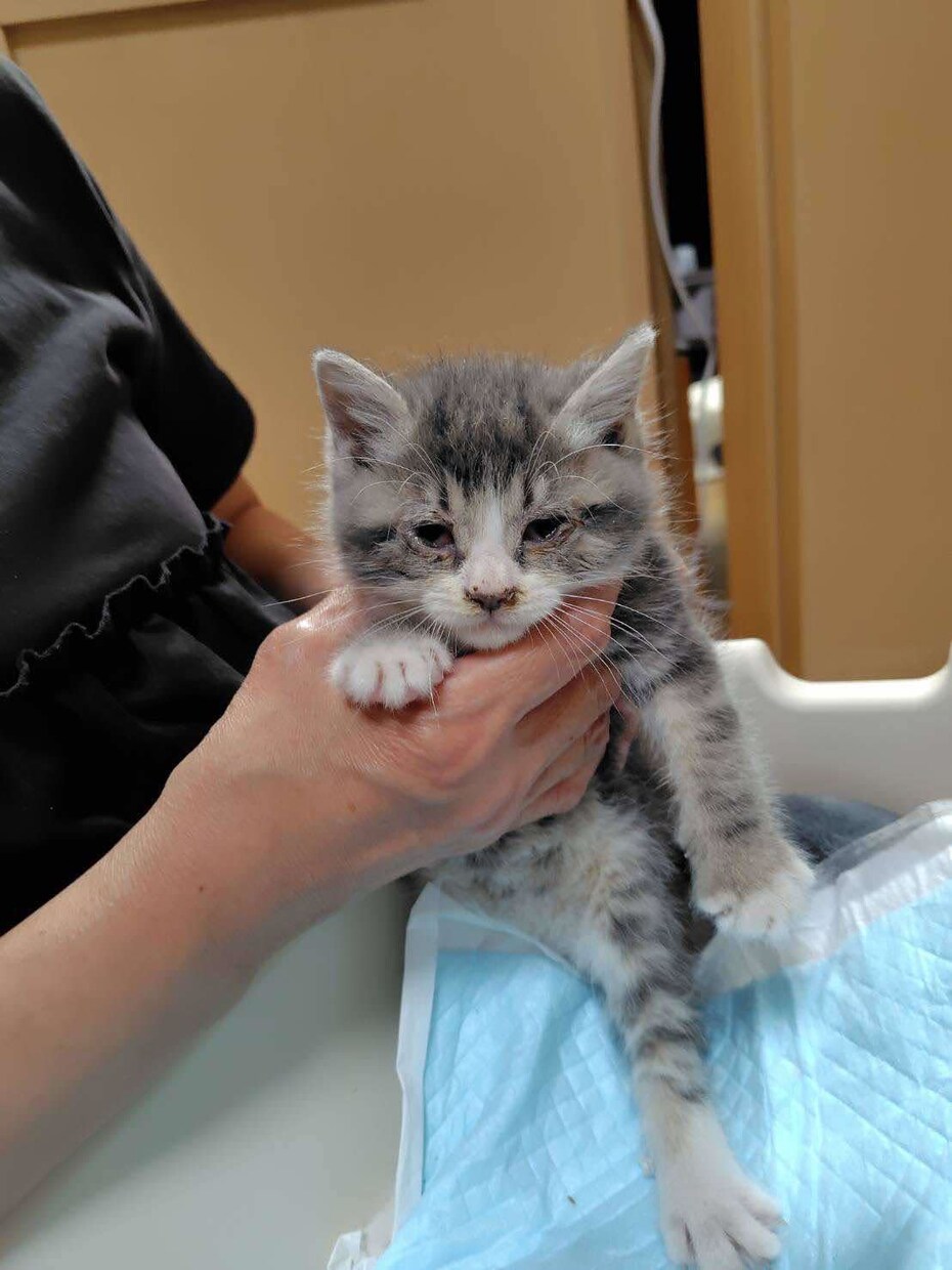 犬猫の悩みごと、何でも相談にのります 保護犬猫ボランティア歴6年。気軽にご相談ください！ イメージ4
