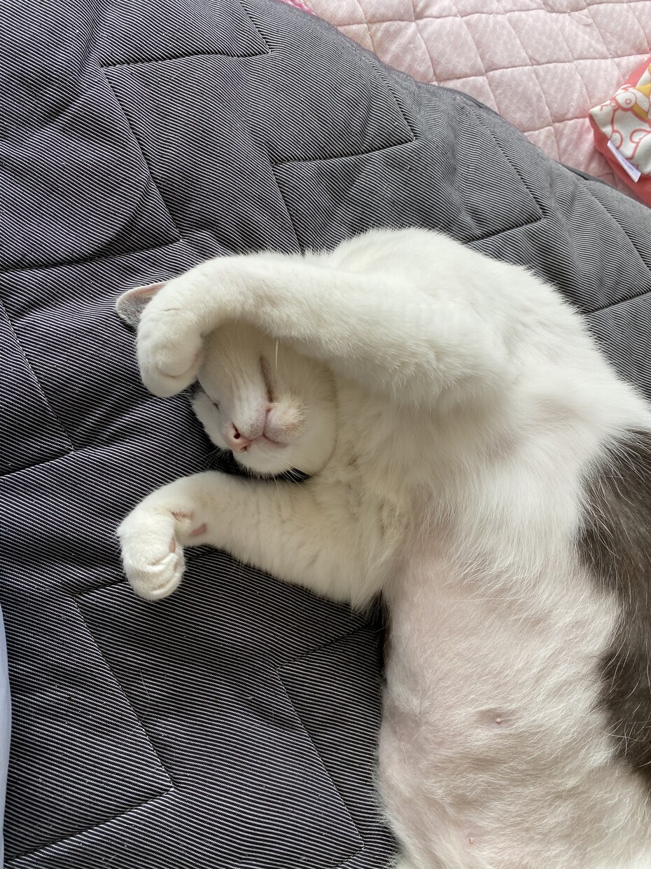猫の多頭飼いについての相談に乗ります 現在一軒家で11匹の猫を飼育中、出費や猫同士の相性など イメージ3