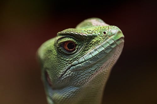 爬虫類に関する相談、すべて聞きます、答えます 飼育、輸出入、譲渡、販売、買取、駆除、何でも構いません！ イメージ1