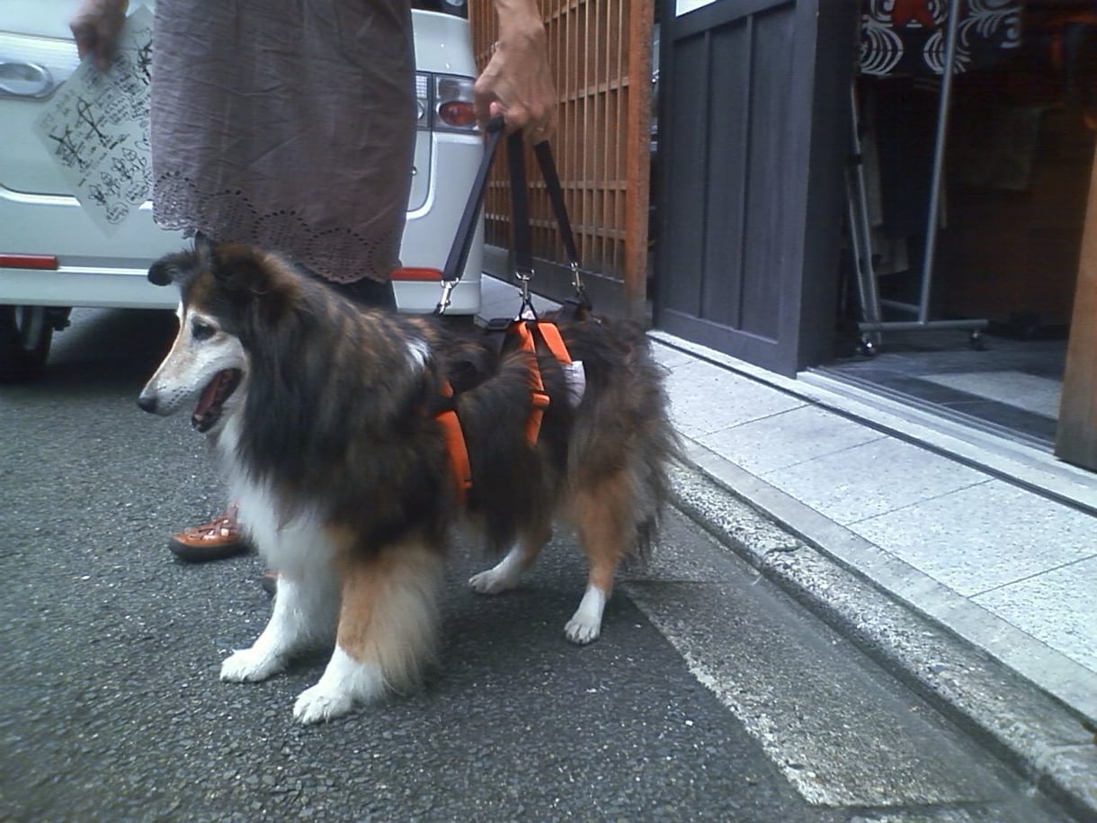 小型の老犬・障害犬の介護ハーネスを製作します 立ち上がり補助や歩行介助の初期から、終末期ケアまで使えます イメージ2