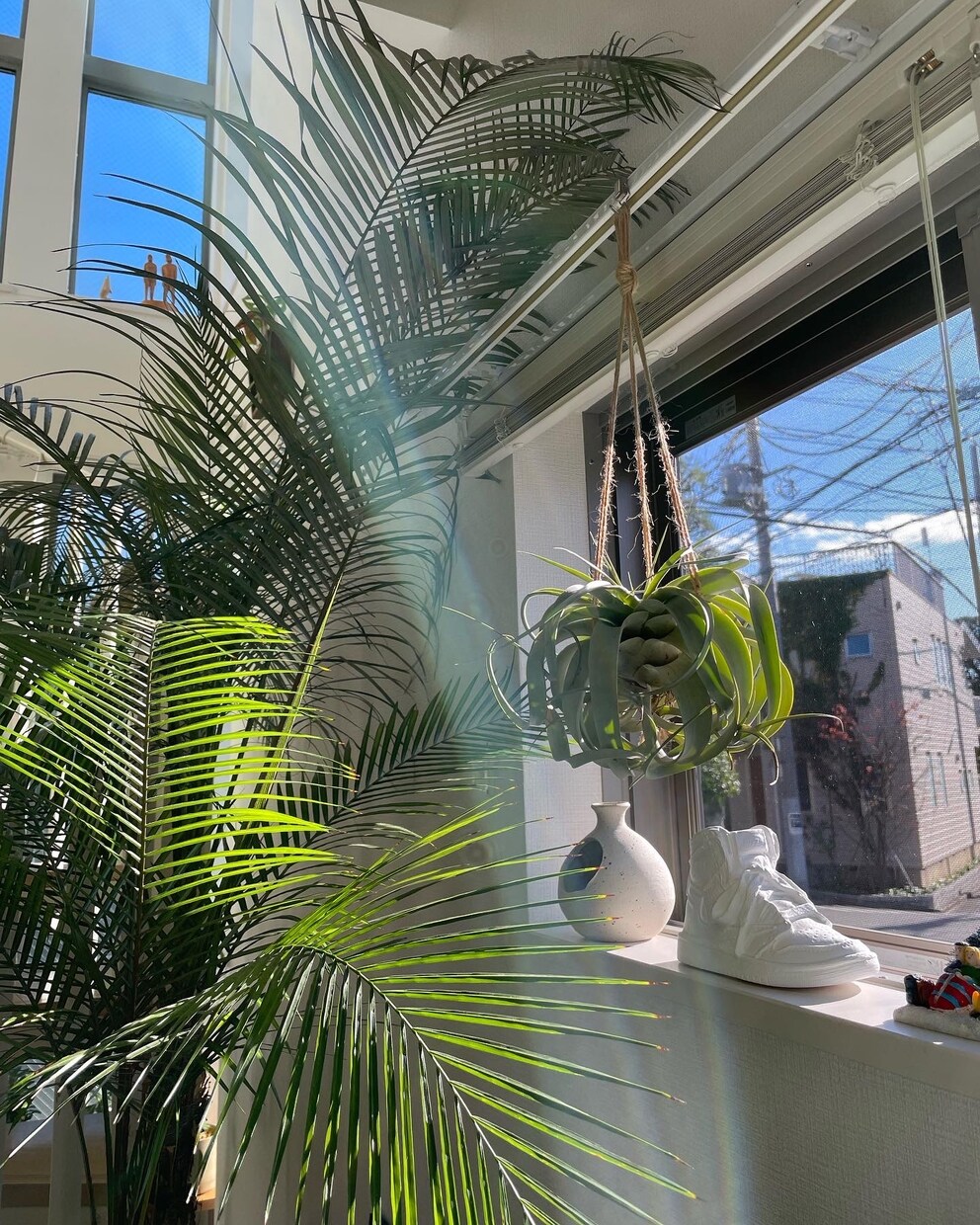 観葉植物の素敵な取り入れ方をアドバイスします 最新の流行を抑えたインドアグリーンをあなたの家にも！ イメージ4