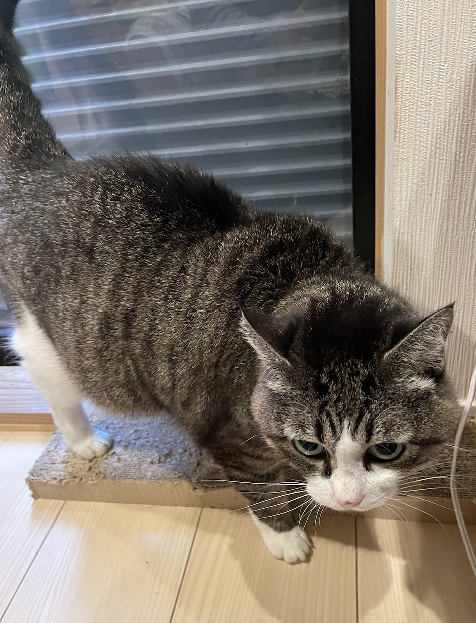 可愛い動物たちの動画素材提供します 写真でも動画でも！色々な動物の素材提供します！ イメージ3