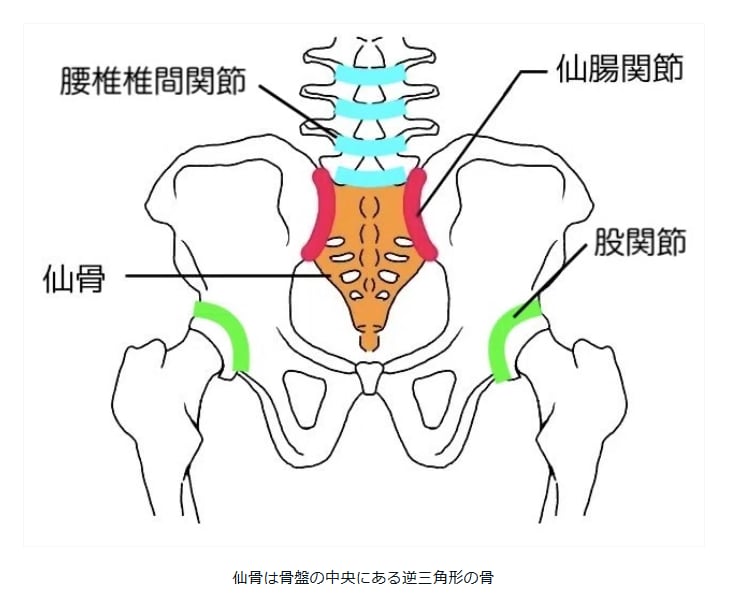 湿布なしで痛みを解消！腰痛改善の講座を行います 誰も教えてくれなかった腰痛の原因　それは「仙骨」の歪みです イメージ3
