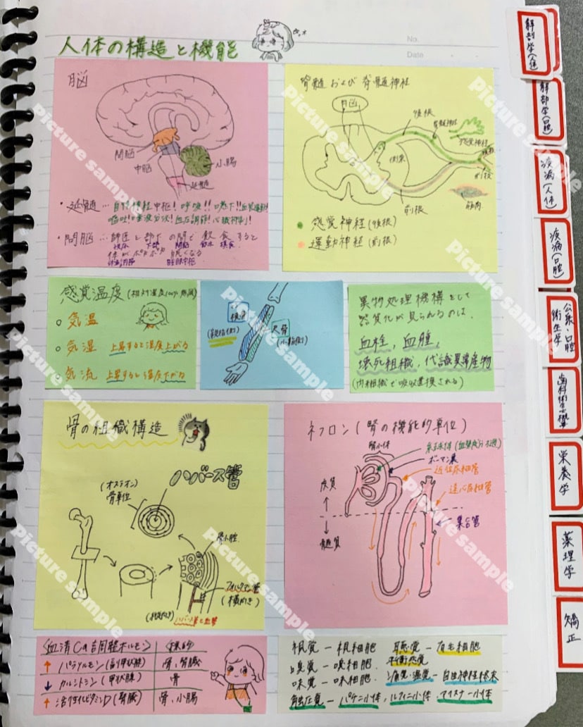 現役DH作成！国試対策まとめノートをお届けします 勉強の時短に！語呂合わせも多数記載しています^_^ イメージ9