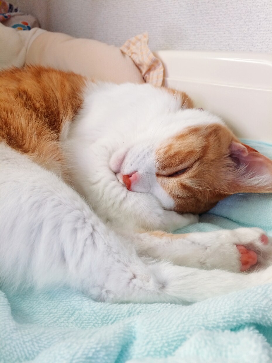 動物看護師が可愛いペットのご相談のります 日常のちょっとした悩み、気になることなど イメージ1