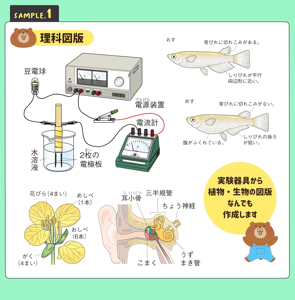 学参教材や理科図版、医療系イラストなど承ります リアルからかわいいまで正確でわかりやすい図版を作成します！ イメージ2