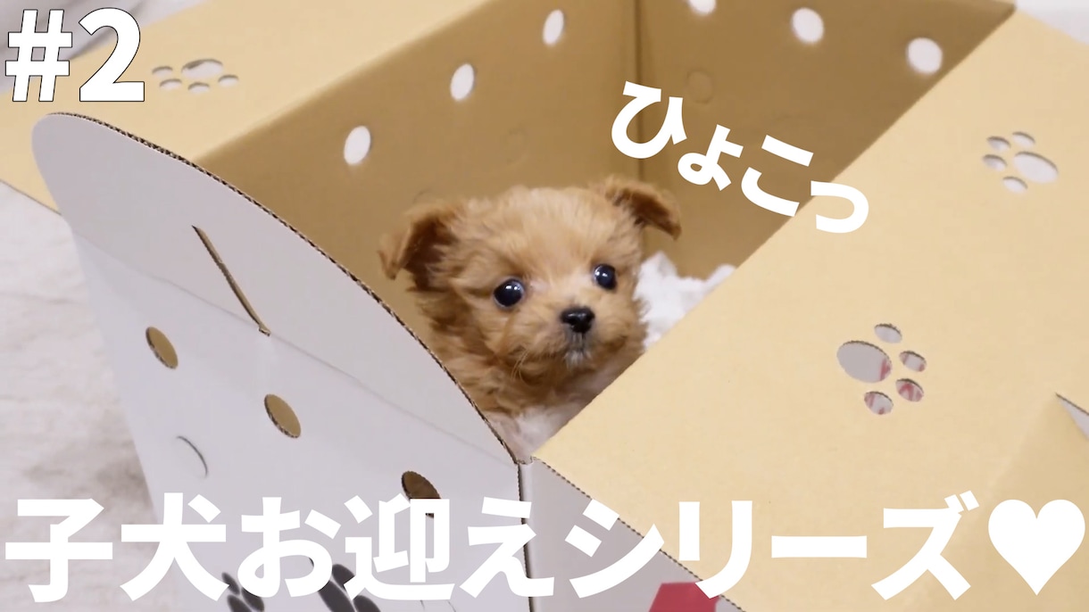 YouTubeの切抜き動画をこだわって編集します 切り抜き動画などをクオリティ高くお届け！自分の動画でもOK！ イメージ2