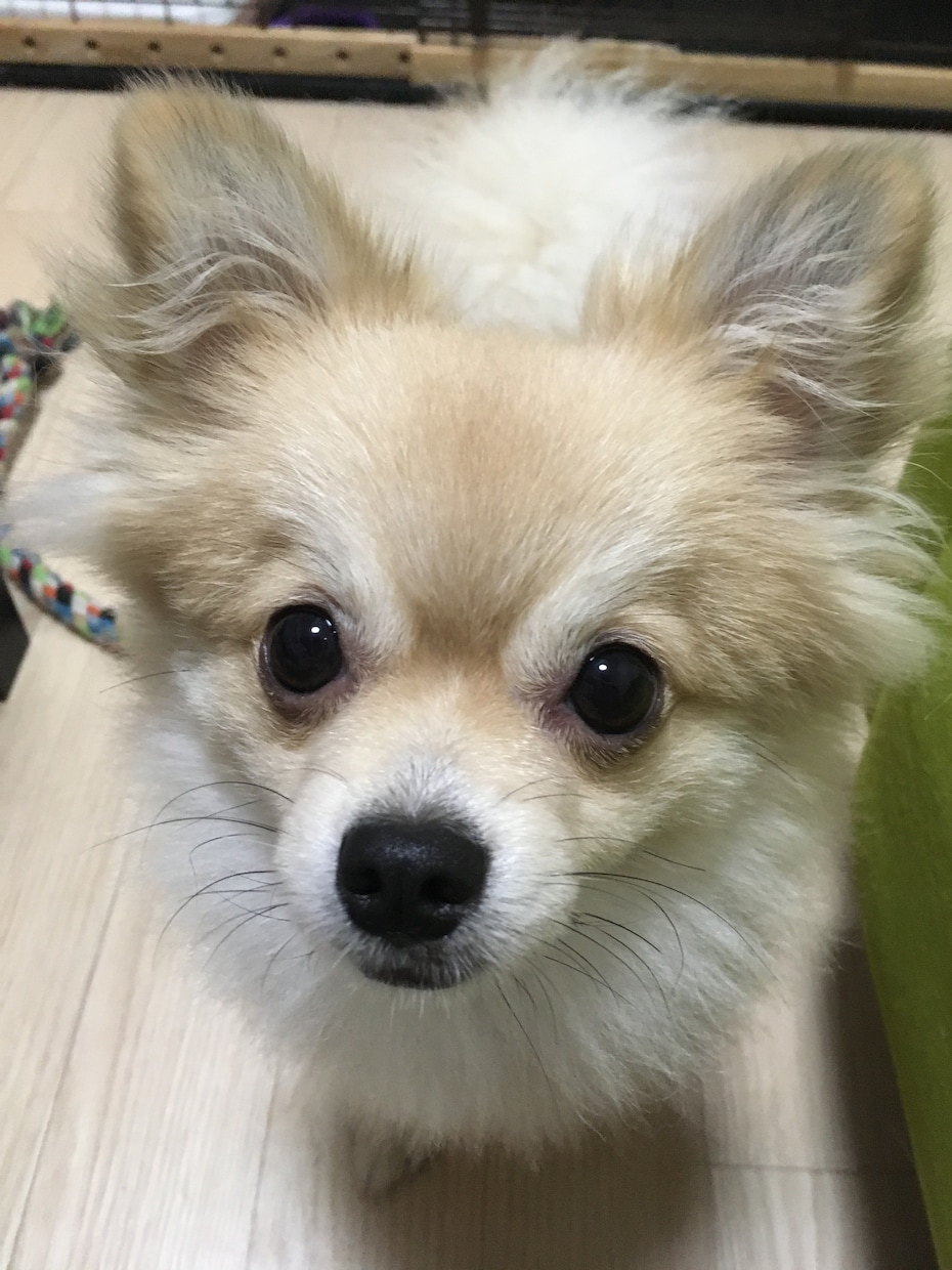 愛犬飼育管理士が犬との生活についてアドバイスします 犬を飼おうかご検討中の方や飼い始めのお悩み等ご相談下さい。 イメージ1