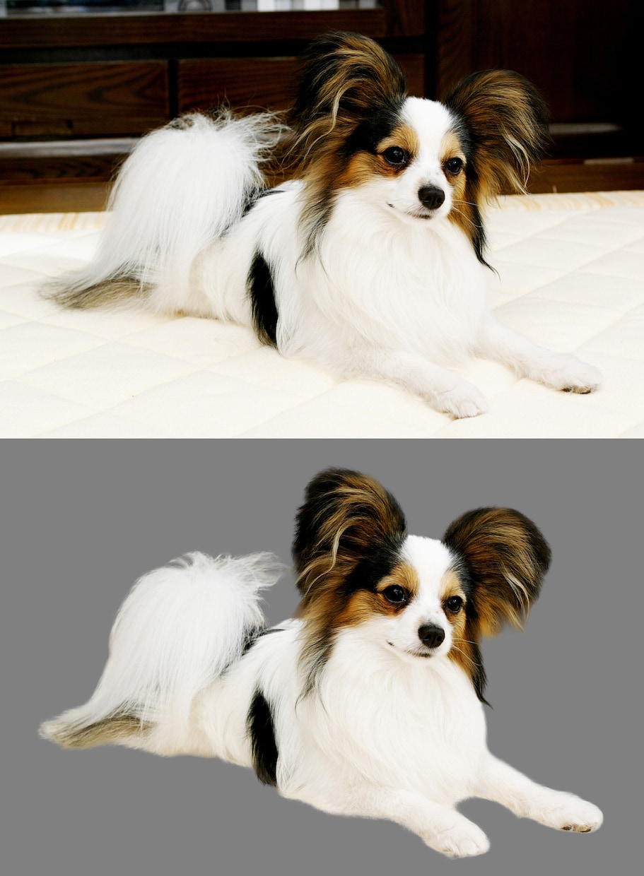 人物、動物画像のレタッチ承ります Photoshop/画像加工/写真加工/人物/ペット イメージ3