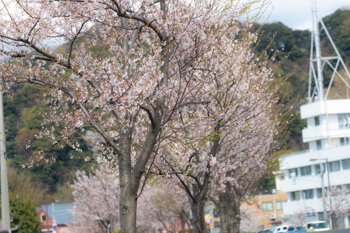 写真撮影＆動画撮影、レタッチ等代行します 高画質デジタル一眼レフ、高音質マイク、スタビライザーなど イメージ3